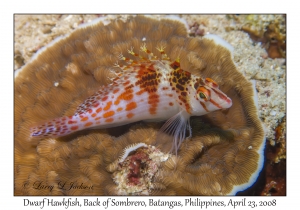 Dwarf Hawkfish