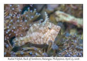 Radial Filefish