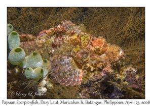 Papuan Scorpionfish