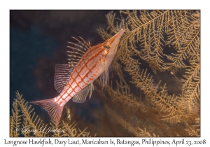 Longnose Hawkfish