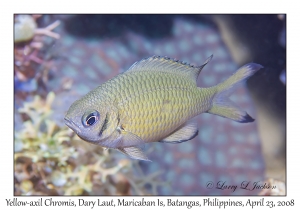 Yellow-axil Chromis