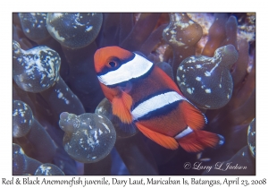 Red & Black Anemonefish