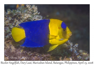 Bicolor Angelfish