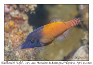 Blackheaded Filefish