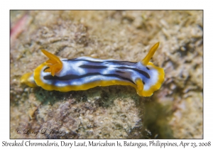 Streaked Chromodoris