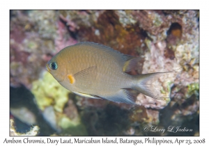 Ambon Chromis