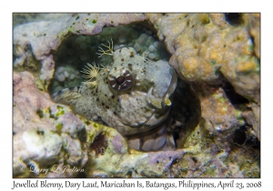 Jewelled Blenny