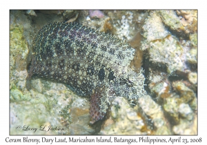 Ceram Blenny