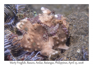 Warty Frogfish