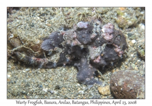 Warty Frogfish