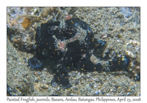 Painted Frogfish