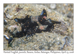 Painted Frogfish