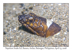 Napoleon Snake Eel