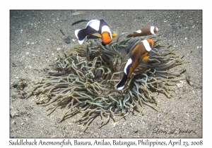 Saddleback Anemonefish