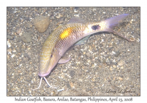 Indian Goatfish