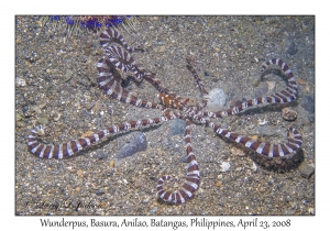 Wunderpus