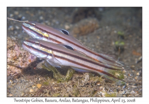 Twostripe Goby