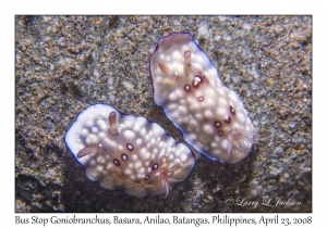 Bus Stop Goniobranchus