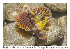 Shortfin Lionfish