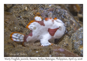 Warty Frogfish