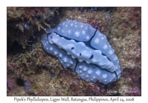 Pipek's Phyllidiopsis