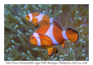 False Clown Anemonefish