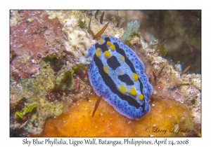 Sky Blue Phyllidia