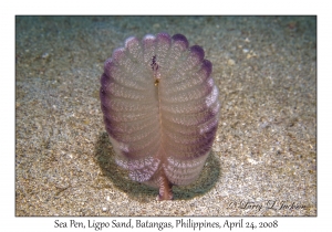 Sea Pen