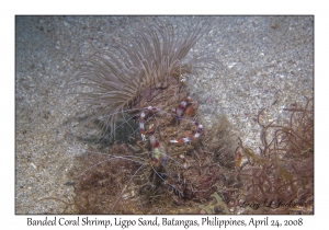 Banded Coral Shrimp