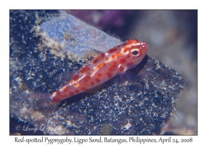 Red-spotted Pygmygoby