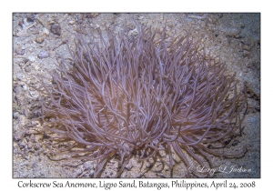 Corkscrew Sea Anemone