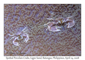 Spotted Porcelain Crabs