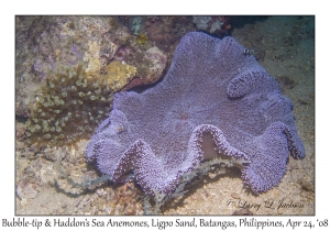Haddon's Carpet Anemone & Bubble-tip Sea Anemone