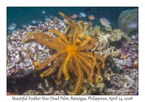 Beautiful Feather Star