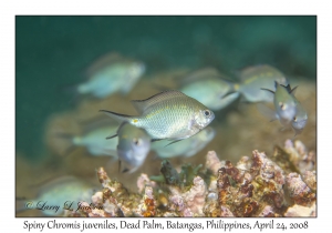 Spiny Chromis