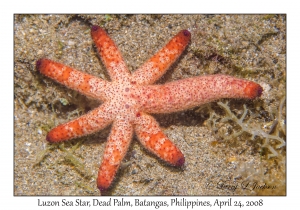 Luzon Sea Star