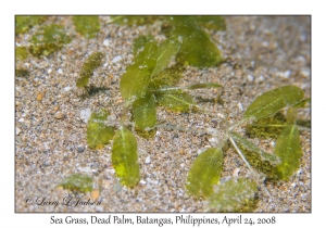 Seagrass