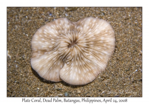 Plate Coral