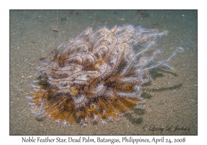 Noble Feather Star