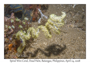 Spiral Wire Coral