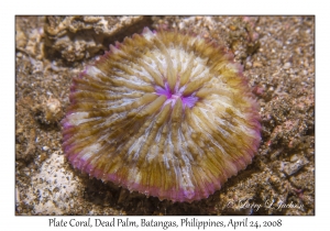 Plate Coral