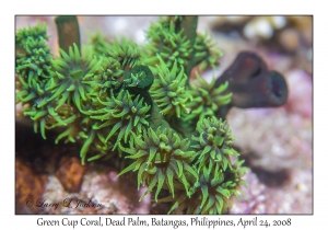 Green Cup Coral