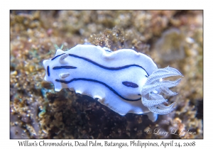 Willan's Chromodoris