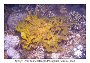 Unknown Sponge