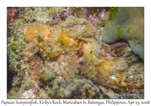 Papuan Scorpionfish