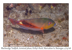 Blackwedge Tuskfish