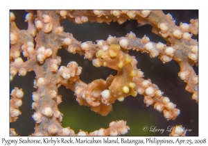 Pygmy Seahorse