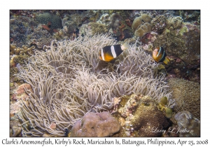 Clark's Anemonefish