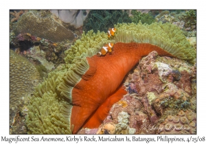 Magnificent Sea Anemone