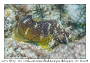 Starry Blenny